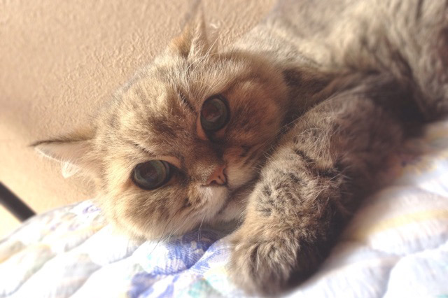 J-Line ペットシッターサービス イメージ