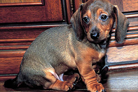 J-Line ペットシッターサービス イメージ