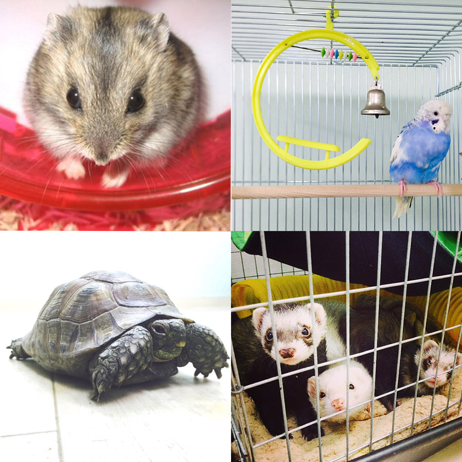 小動物ペットホテル